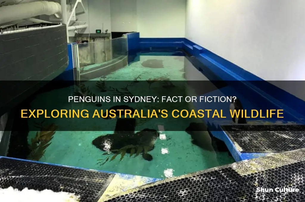 is there penguins in sydney australia