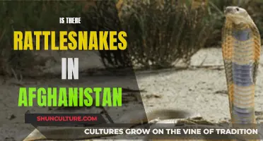 The Rattle and Hiss of Afghanistan's Deadly Serpents