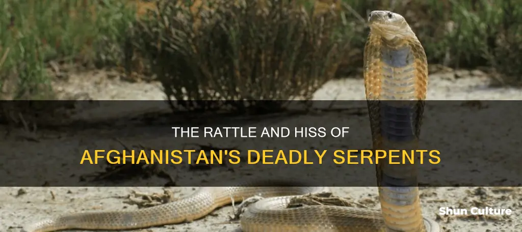 is there rattlesnakes in afghanistan