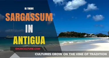 Sargassum in Antigua: Current Status and Impact on Beaches