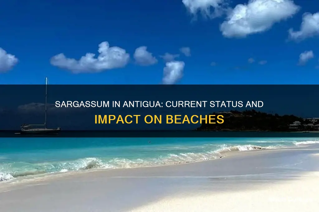 is there sargassum in antigua