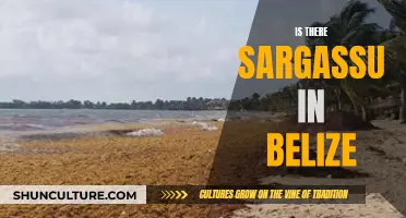 Belize's Battle Against Sargassum: Impact and Strategies