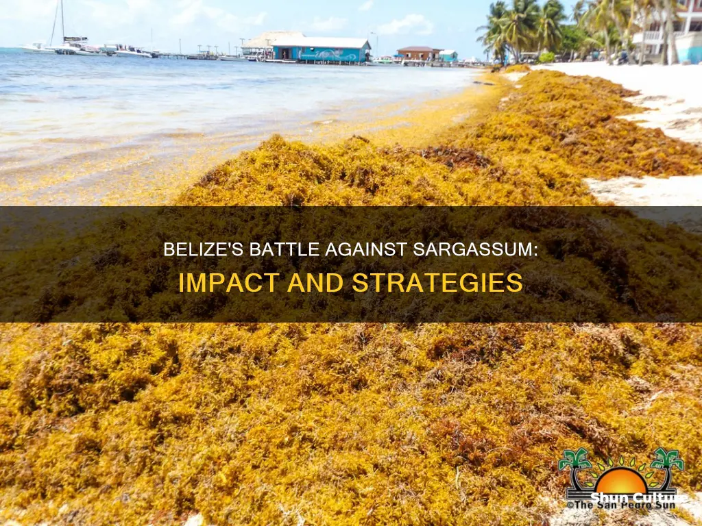 is there sargassum in belize