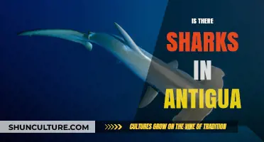 Sharks in Antigua: Exploring the Waters and Marine Life