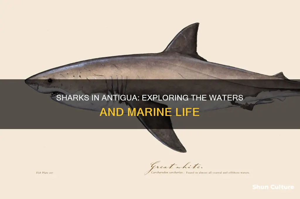 is there sharks in antigua