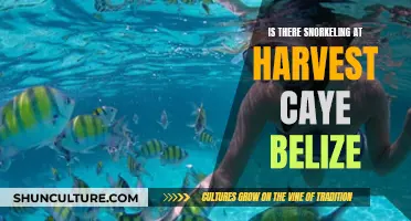 Snorkeling at Harvest Caye, Belize: An Underwater Adventure