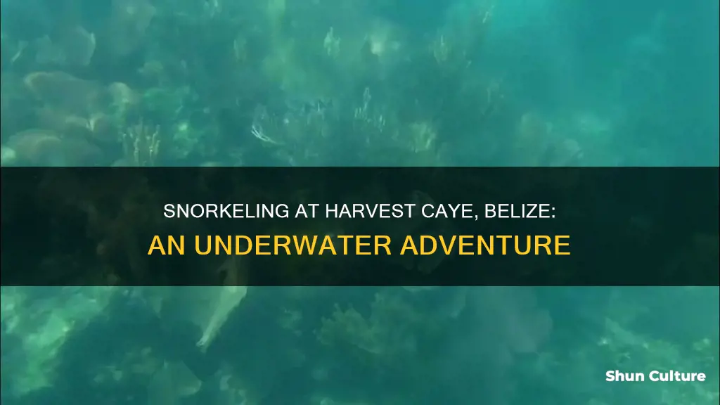 is there snorkeling at harvest caye belize