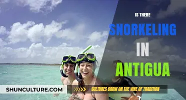 Discover Antigua's Underwater Paradise: Snorkeling Spots and Marine Life Guide