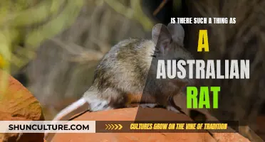 Australian Rats: Myth or Reality?