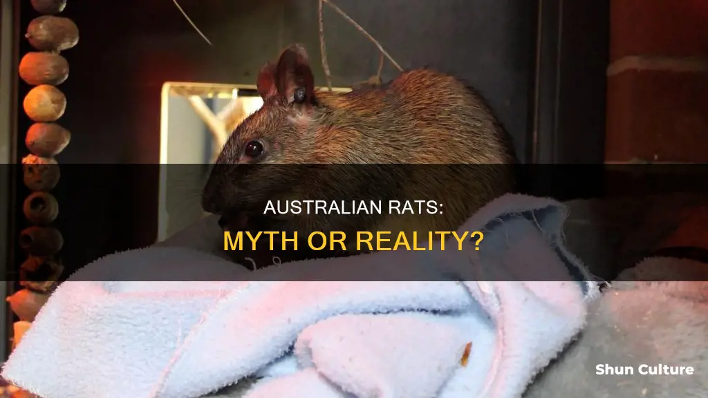 is there such a thing as a australian rat