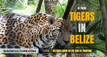 Belize's Wild Secret: Tigers in the Tropics?