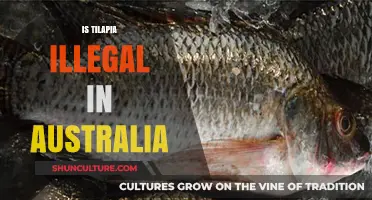 Why Tilapia is Banned in Australia