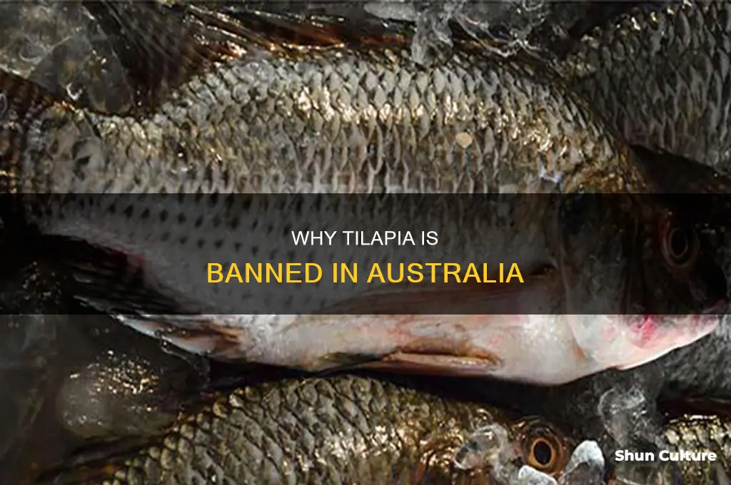 is tilapia illegal in australia