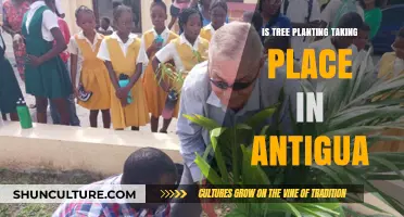 Antigua's Green Revolution: Tree Planting Initiatives Unveiled