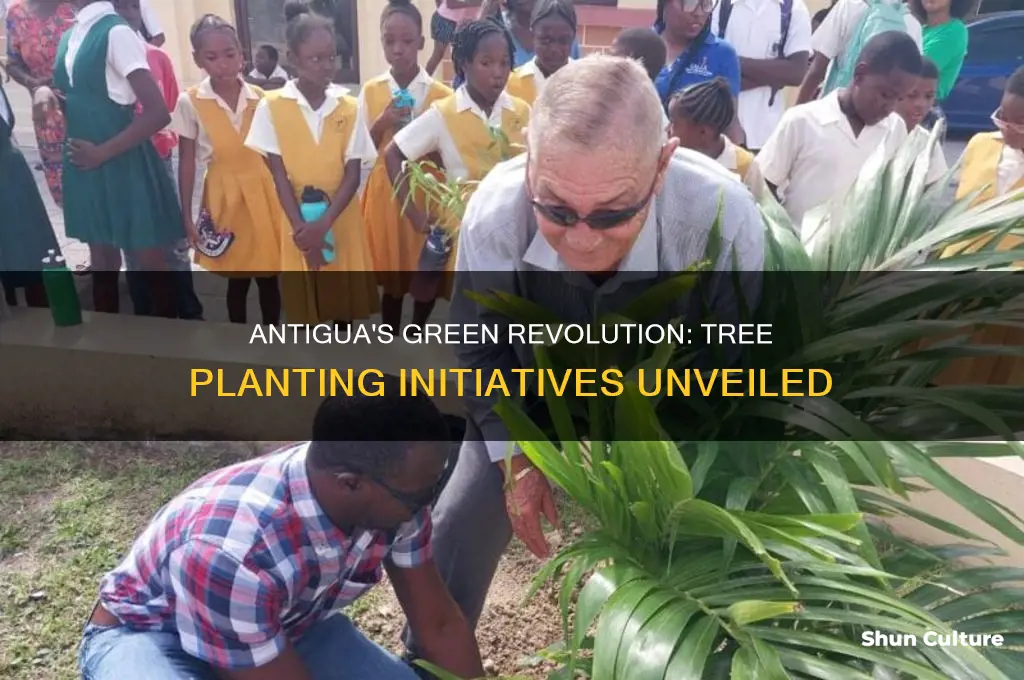 is tree planting taking place in antigua