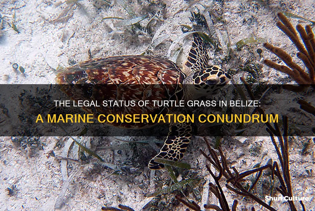 is turtle grass protected in belize