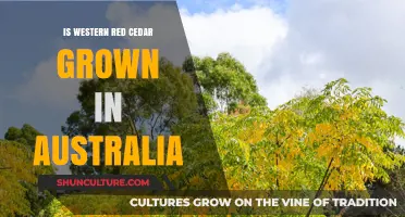Cedar Down Under: Where Does Australia Source Its Cedar?