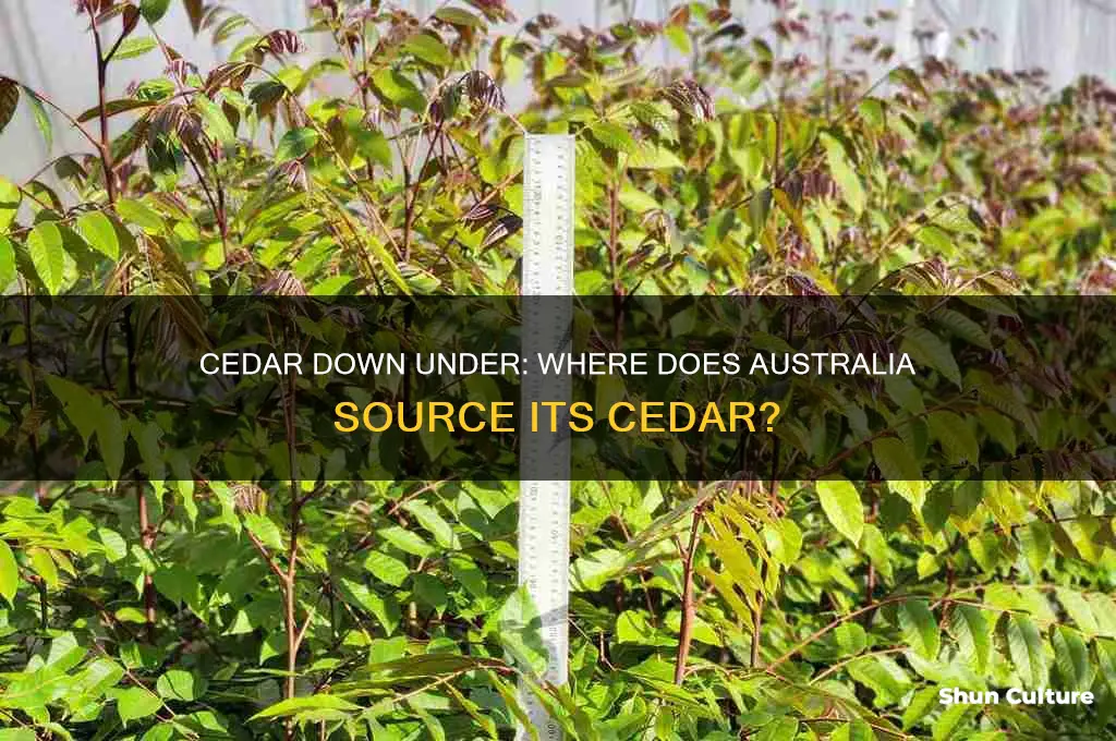 is western red cedar grown in australia