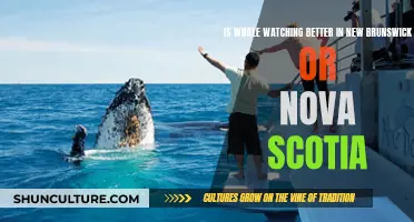 Whale Watching: New Brunswick vs Nova Scotia