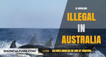 Whaling in Australia: Is It Legal or Not?