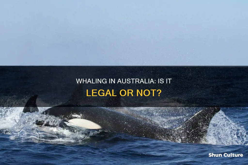 is whaling illegal in australia