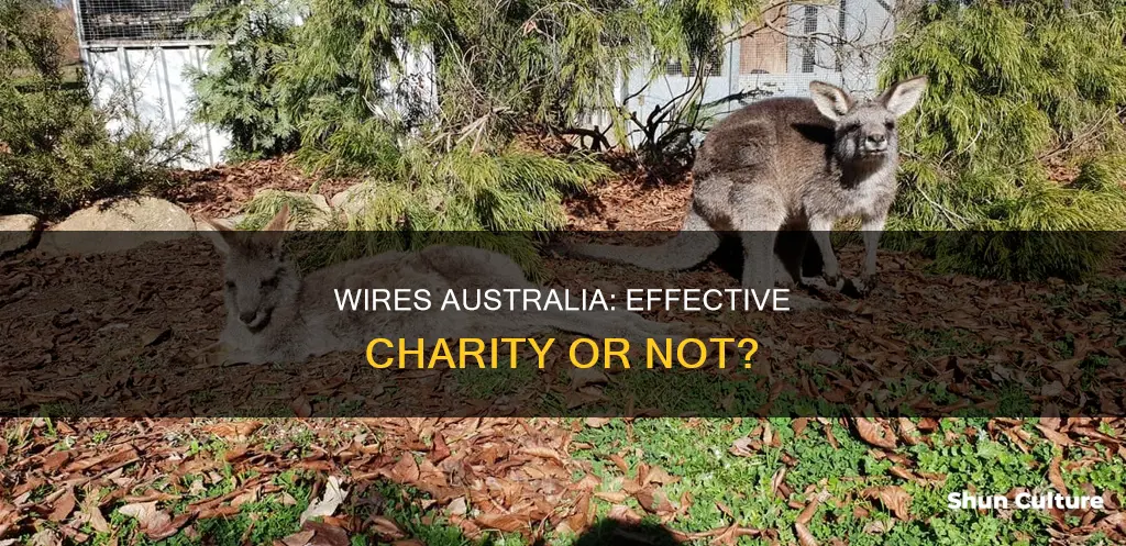 is wires australia a good charity