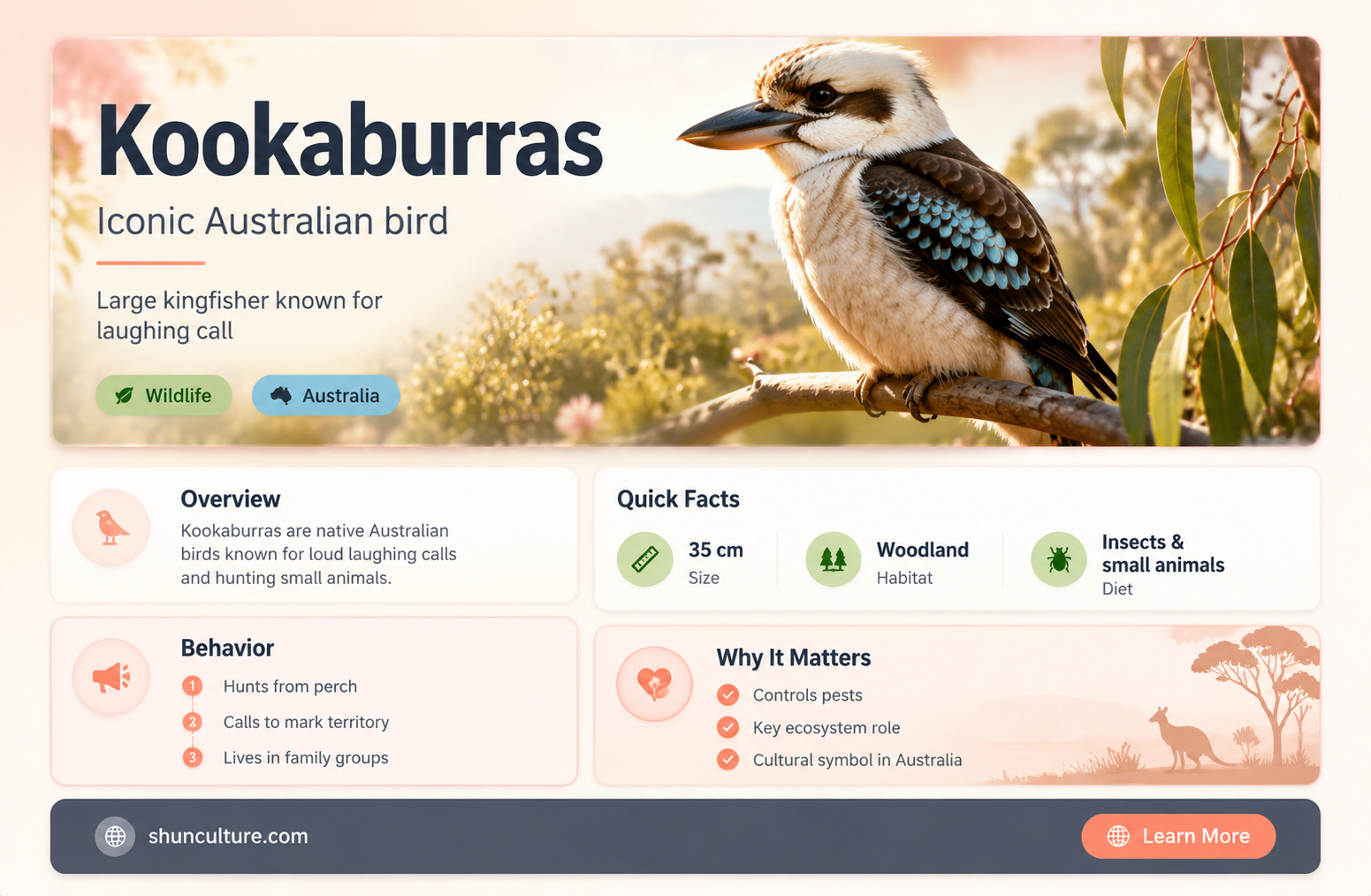 are kookaburras only found in australia