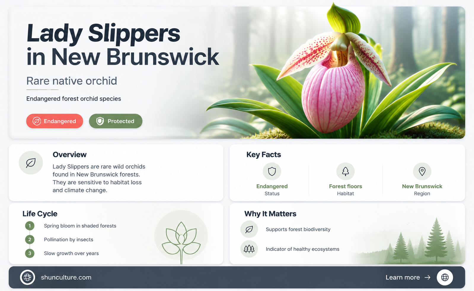 are lady slippers endangered in new brunswick