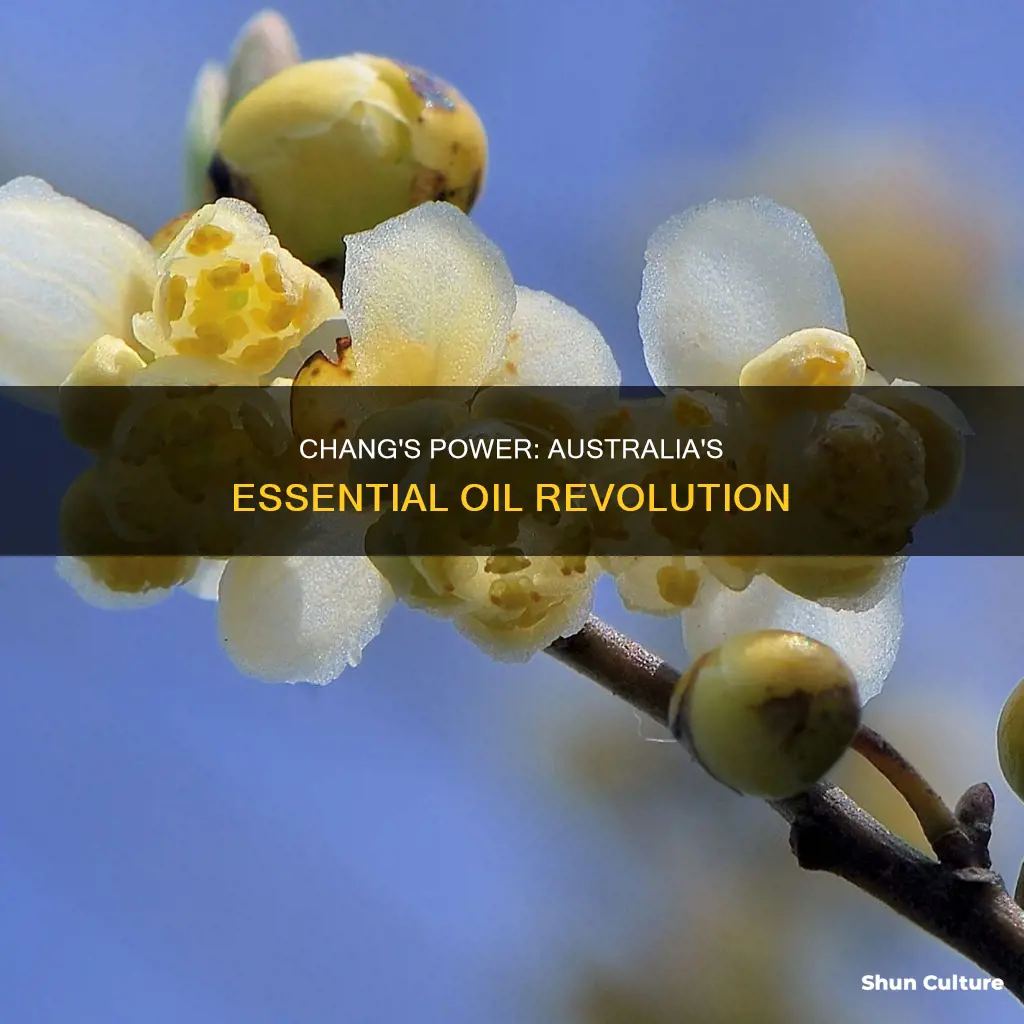 may chang essential oil australia
