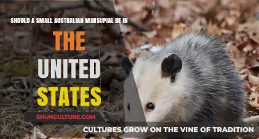 Australian Marsupials: US Intruders or New Residents?