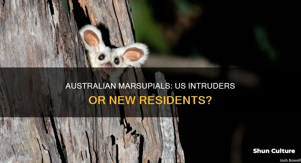 should a small australian marsupial be in the united states
