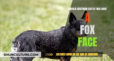 Austrian Cattle Dogs: Fox-Faced or Not?