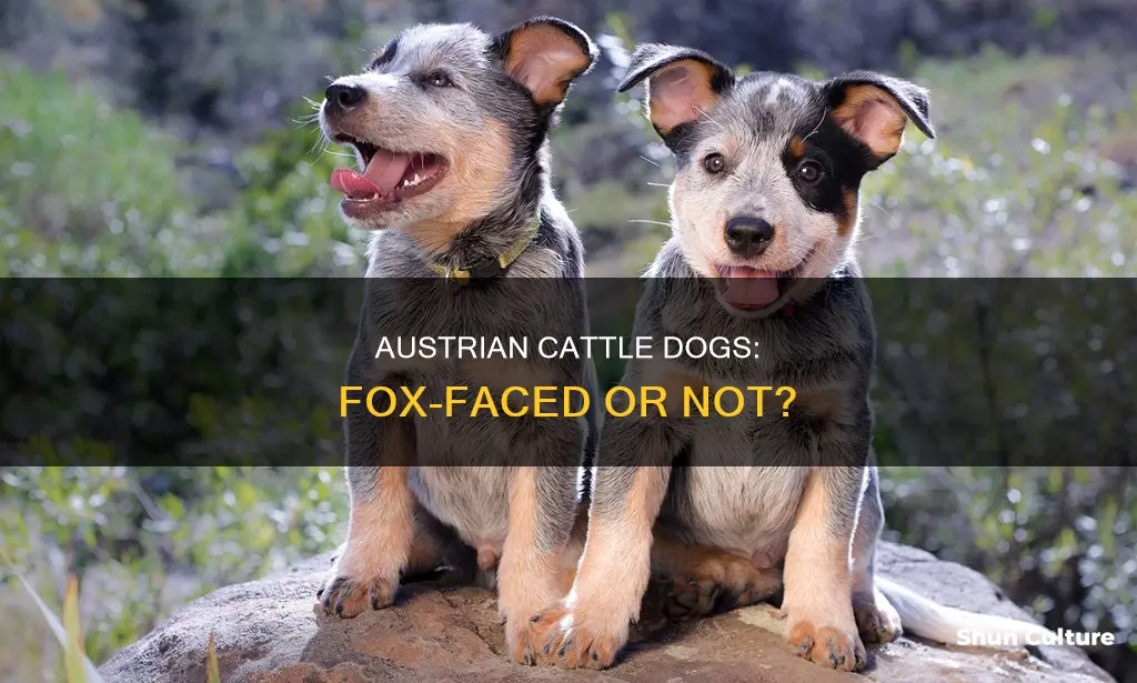 should austrian cattle dog have a fox face