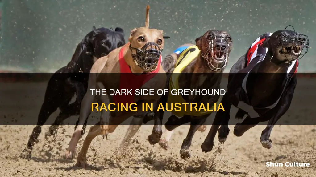 should greyhound racing be banned in australia