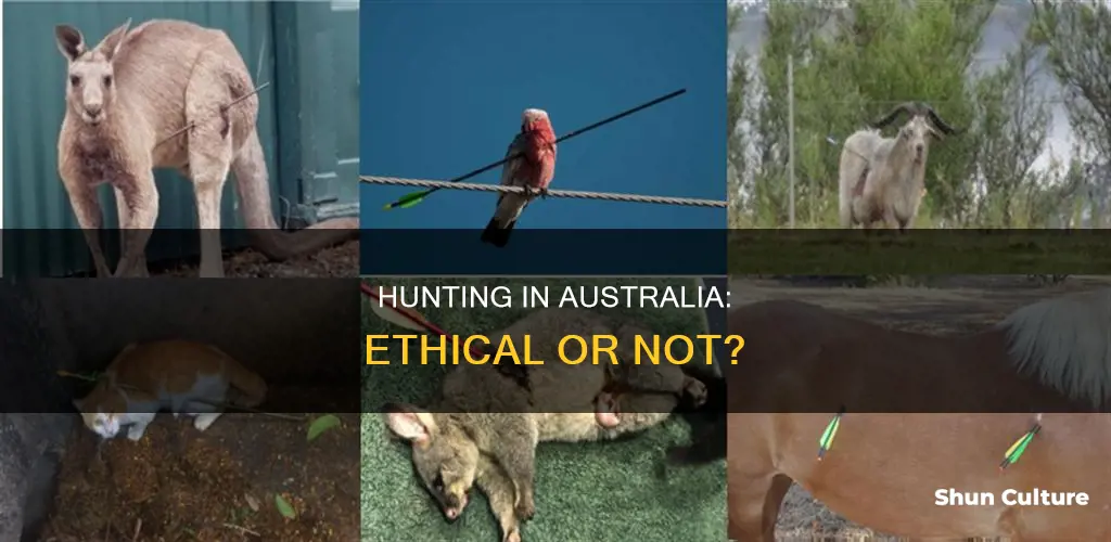 should hunting be banned in australia