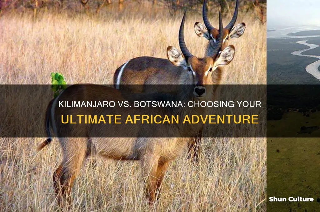 should I climb kilimanjaro or botswana