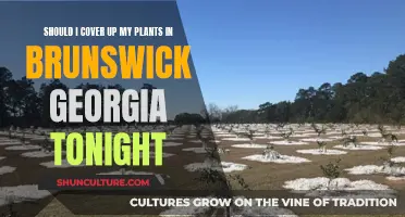 Protect Brunswick, Georgia Plants from Frost Tonight