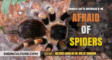 Facing Arachnophobia: Is Australia the Right Adventure for You?