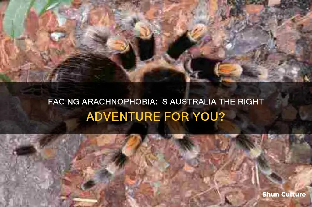 should I go to australia if im afraid of spiders