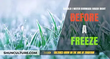 Prepping Your Burma Grass for Winter: Watering Tips Before the Freeze