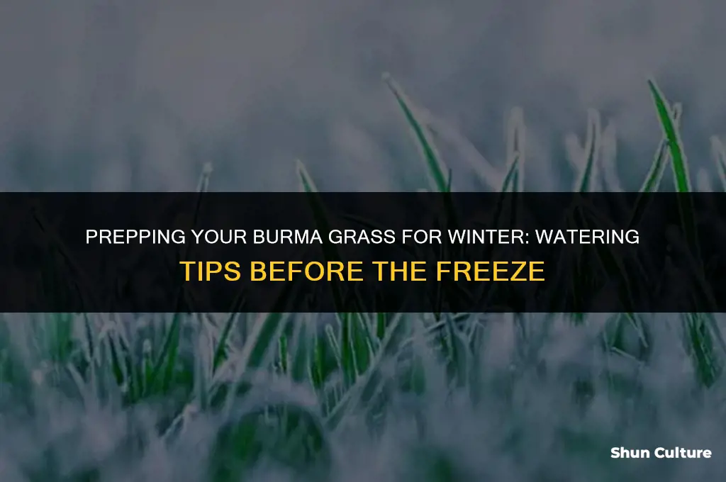 should I water burmada grash right before a freeze