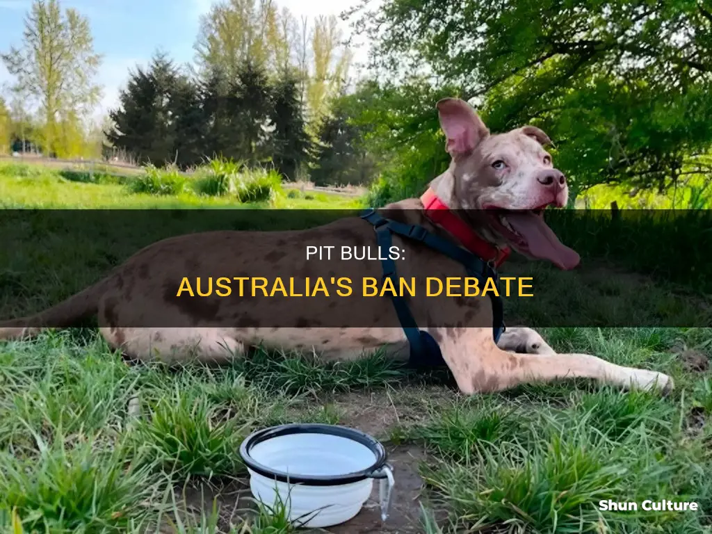 should pit bulls be banned in australia
