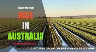 Rice in Australia: Sustainable or Not?