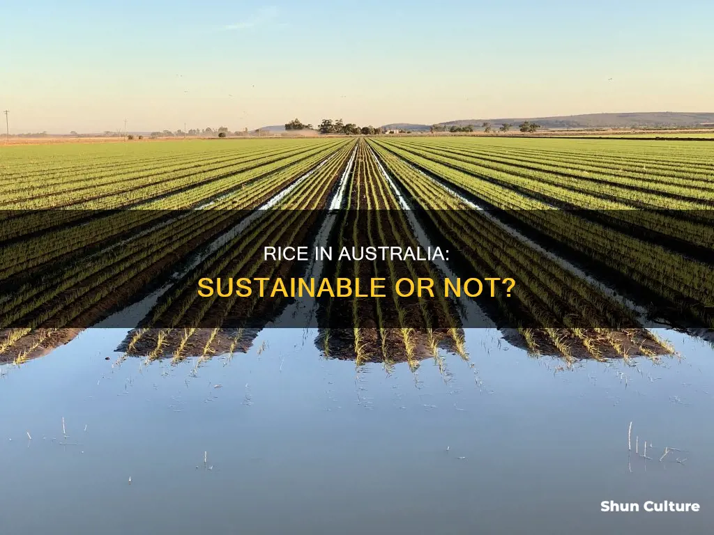 should we grow rice in australia