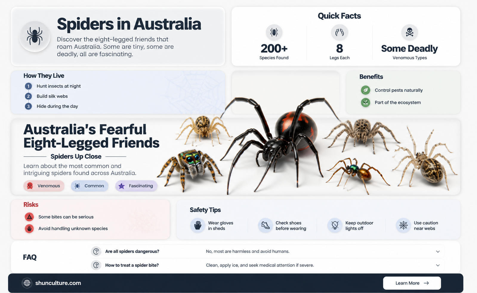 are australian people scared of spiders
