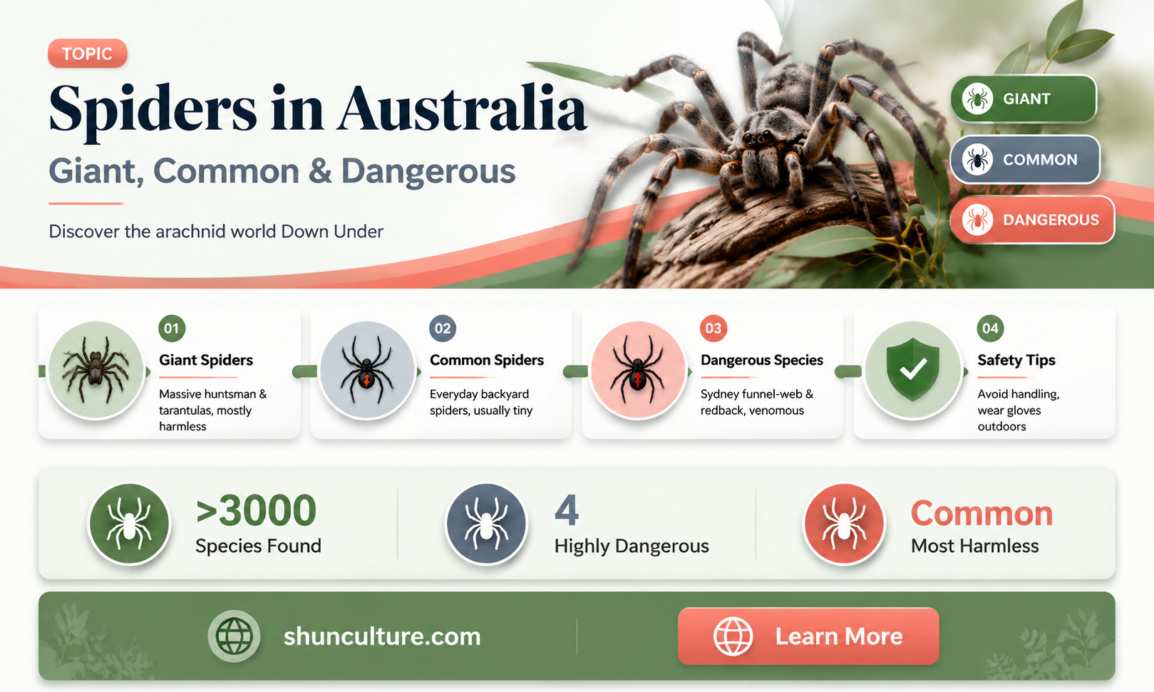 are big spiders common in australia