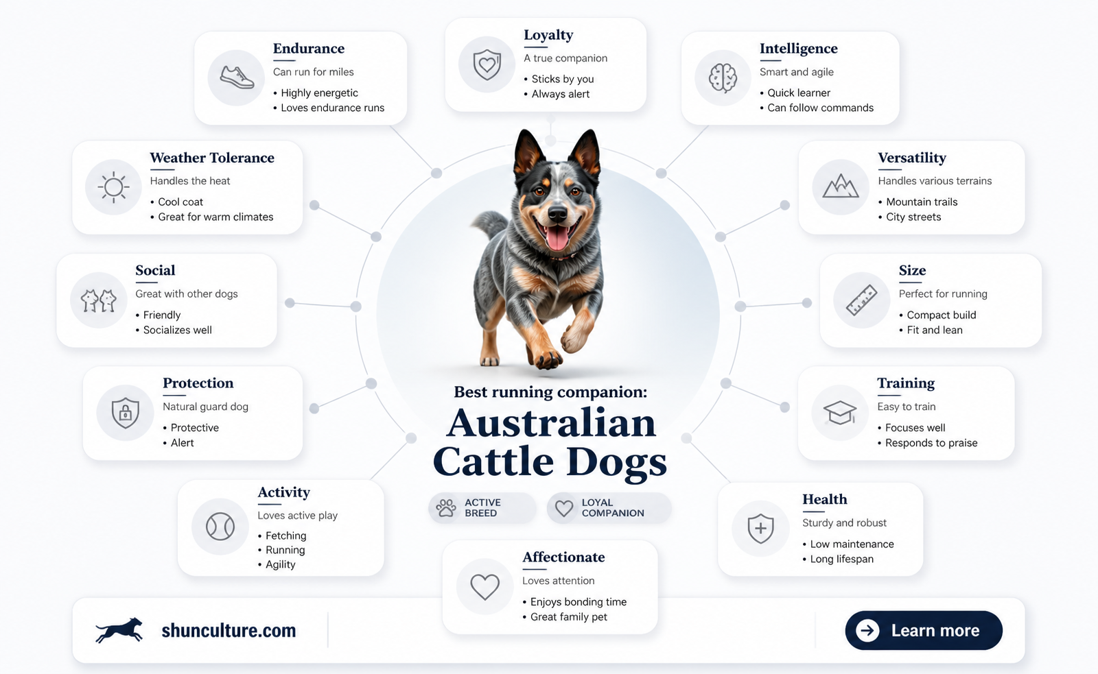 are australian cattle dogs good running partners