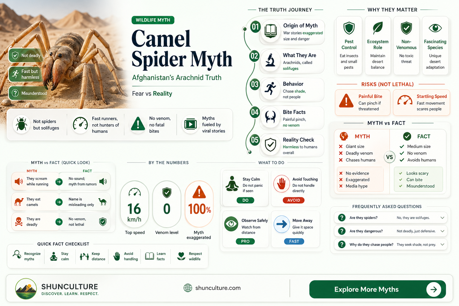 are afghanistan camel spiders poisonous