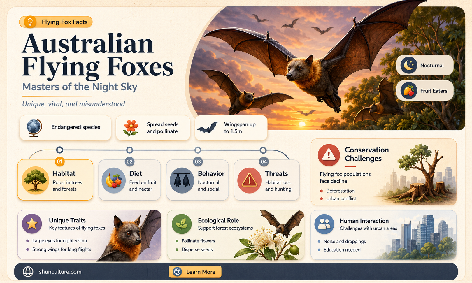are flying foxes australian