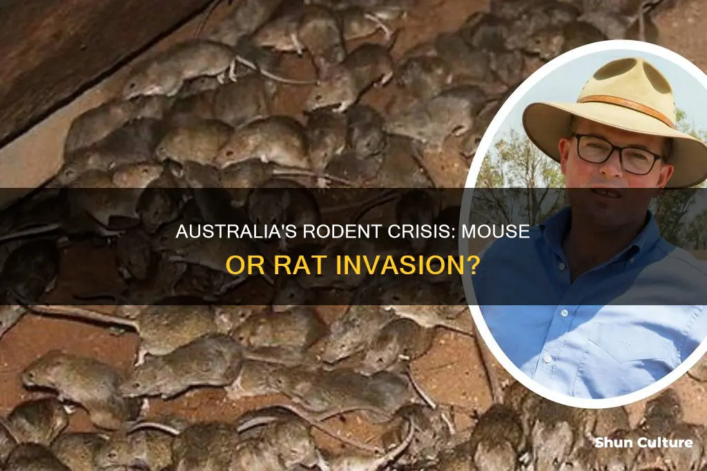was it a mouse or a rat invasion in australia